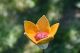 Handmade Ceramic Flower Garden Stake - Frost Resistant Yard Art