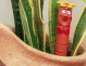 Ceramic Decoration for Garden and Home 